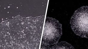 如何使用STEMmatrix™ BME包被培养皿以进行人多能干细胞培养？