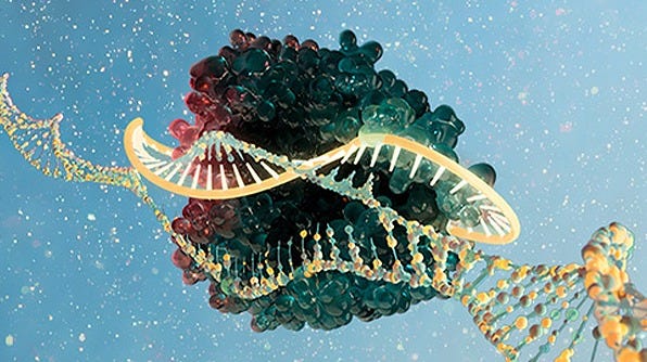 Overview of culture of stem cells for gene editing.