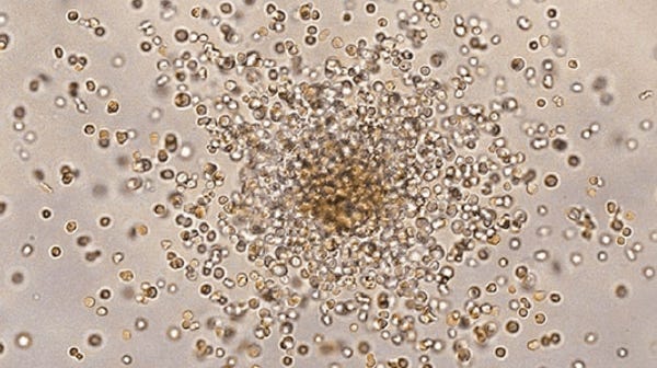 Explore resources for your hematopoietic research