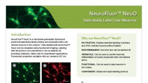 NeuroFluor™ NeuO Selectively Label Live Neurons