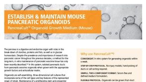 构建和培养 小鼠的胰腺类器官