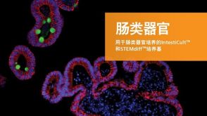 肠类器官