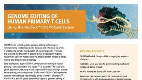 Genome Editing of Human Primary T Cells