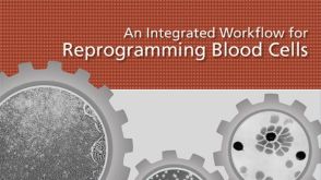 血细胞重编程的完整流程