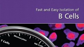 Fast and Easy Isolation of B Cells