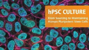 hPSC 培养    人多能干细胞的来源和维持培养