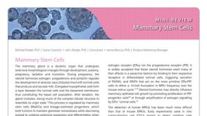 Mammary Stem Cells