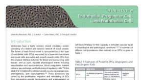 Endothelial Progenitor Cells and Endothelial Cells