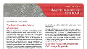 Myogenic Progenitor and Satellite Cells