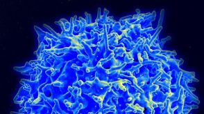 STEMCELL Technologies Launches Innovative Products to Support CAR T Cell Research