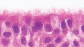 NEW PneumaCult™-ALI Medium for Air-Liquid Interface Culture of Bronchial Epithelial Cells