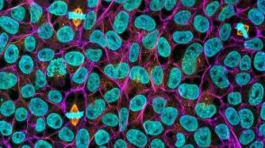 STEMCELL Submits Drug Master File for mTeSR™1, the Most Widely Published Cell Culture Medium for Human Pluripotent Stem Cells