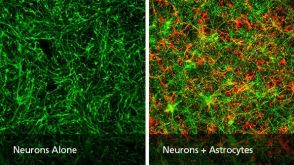 How to Co-Culture Human Pluripotent Stem Cell (hPSC)-Derived Forebrain Neurons and Astrocytes