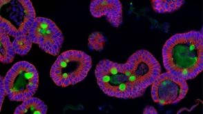 How to Generate Mouse Intestinal Organoid-Derived Monolayers Using IntestiCult™