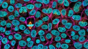 Large-Scale Expansion of hPSCs in 2D Monolayer Culture using mTeSR™ Plus