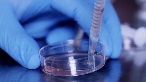 Robust Scale-Up of hPSC-Derived Cardiomyocytes in 2D Monolayer Culture