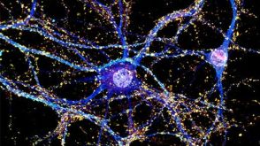 How to Culture Primary Rodent Neurons for MEA Analysis Using the Maestro MEA™ System