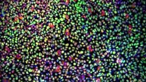 Maintenance of Porcine Pluripotent Stem Cells (pPSCs) Using eTeSR™