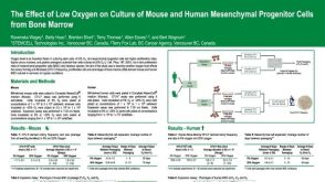 The Effect of Low Oxygen on Culture of Mouse and Human Mesenchymal Progenitor Cells from Bone Marrow