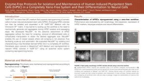 Enzyme Free Protocols for hiPSC in Xeno Free System