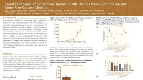 Rapid Expansion of Functional Human T Cells Using a Novel Serum-Free and Xeno-Free Culture Medium