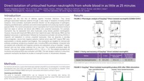Isolation of Untouched Neutrophils Directly from Whole Blood in 20 Minutes