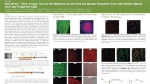 NeuroFluor&trade; CDr3: A Novel Tool for the Detection of Live CNS and Human Pluripotent Stem Cell-Derived Neural Stem and Progenitor Cells