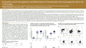 Stroma-Free, Serum-Free Expansion and Differentiation of Hematopoietic Stem and Progenitor Cells to the T Cell Lineage