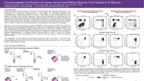Immunomagnetic Purification of Human Central and Effector Memory T Cell Subsets in 45 Minutes