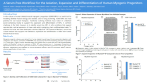 A Serum-Free Workflow for the Isolation, Expansion and Differentiation of Human Myogenic Progenitors