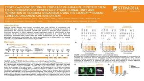 CRISPR-Cas9 Gene Editing Of CDK5RAP2 In Human Pluripotent Stem Cells, Derivation Of Genetically Stable Clonal Lines And Formation Of Cerebral Organoids