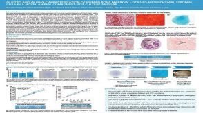 In Vitro and in Vivo Characterization of Human Bone Marrow-Derived Mesenchymal Stromal Cells in a Novel Animal Component-Free Culture Medium