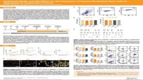 Optimized Media and Workflow for the Expansion of Human Pluripotent Stem Cells as Aggregates in Suspension Cultures