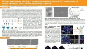 Efficient, Reproducible and High-Throughput-Compatible Protocols for Differentiation of Human Pluripotent Stem Cell Lines Into Kidney Organoids