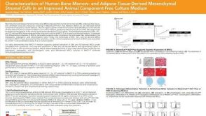 Characterization of Human Bone Marrow- and Adipose Tissue-Derived Mesenchymal Stromal Cells in an Improved Animal Component-Free Culture Medium