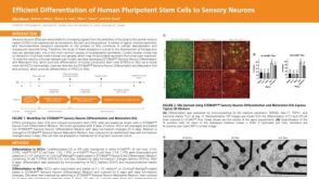 Efficient Differentiation of Human Pluripotent Stem Cells to Sensory Neurons
