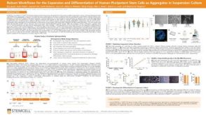 Robust Workflows for the Expansion and Differentiation of Human Pluripotent Stem Cells as Aggregates in Suspension Culture