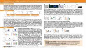 Generation of Large Numbers of Human Megakaryocytes from Pluripotent Stem Cells