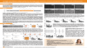 A Simple and Efficient Culture System for the Large-Scale Expansion of Human Pluripotent Stem Cell-Derived Cardiomyocytes