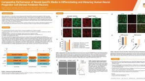 Comparative Performance of Neural-Specific Media in Differentiating and Maturing Human Neural Progenitor Cell-Derived Forebrain Neurons_x000D_
