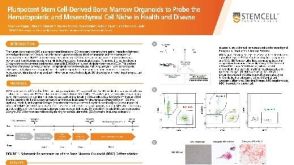 Pluripotent Stem Cell-Derived Bone Marrow Organoids to Probe the Hematopoietic and Mesenchymal Cell Niche in Health and Disease