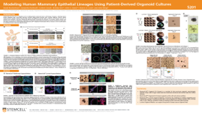 Modeling Human Mammary Epithelial Lineages Using Patient-Derived Organoid Cultures
