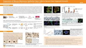 Expansion of Mouse Mammary Epithelial Stem Cells in Serum-Free Organoid Growth