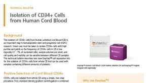 从人脐带血分离CD34+细胞