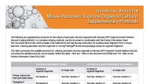 小鼠胰腺外分泌类器官的培养方法：补充说明