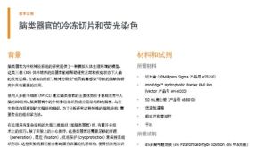 脑类器官的冷冻切片和荧光染色