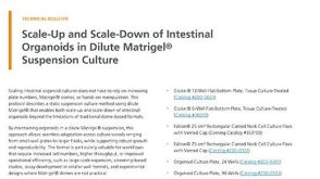 Scale-Up and Scale-Down of Intestinal Organoids in Dilute Matrigel® Suspension Culture