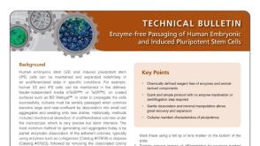 Enzyme-Free Passaging of Human Embryonic and Induced Pluripotent Stem Cells