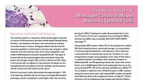 Monolayer Culture of Mouse Mammary Epithelial Cells