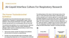 建立呼吸道研究模型：气-液界面培养